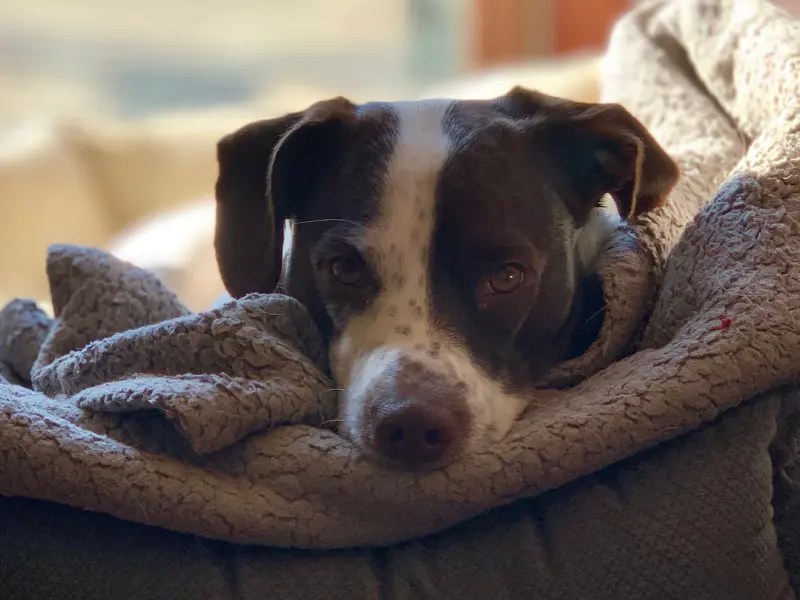 How Much Does A C Section For A Dog Cost